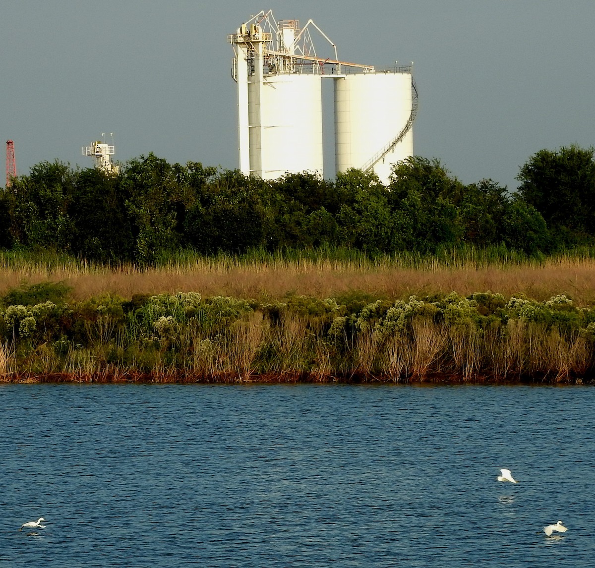 Snowy Egret - ML70503251