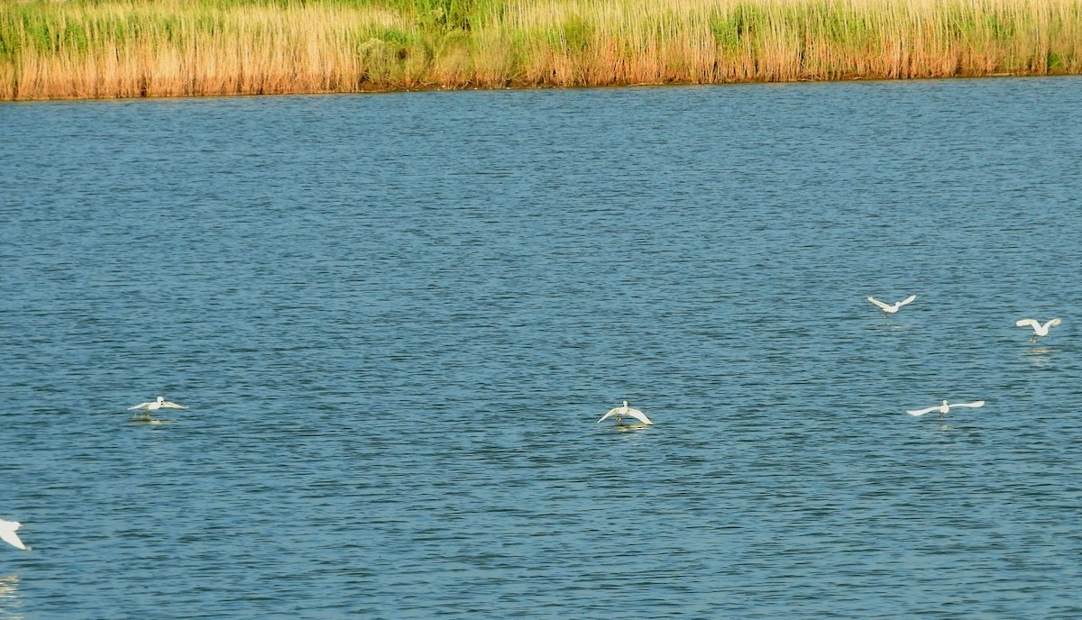 Snowy Egret - ML70503271