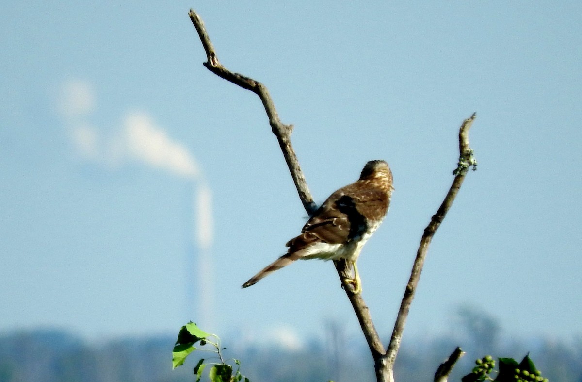 Cooper's Hawk - ML70504351