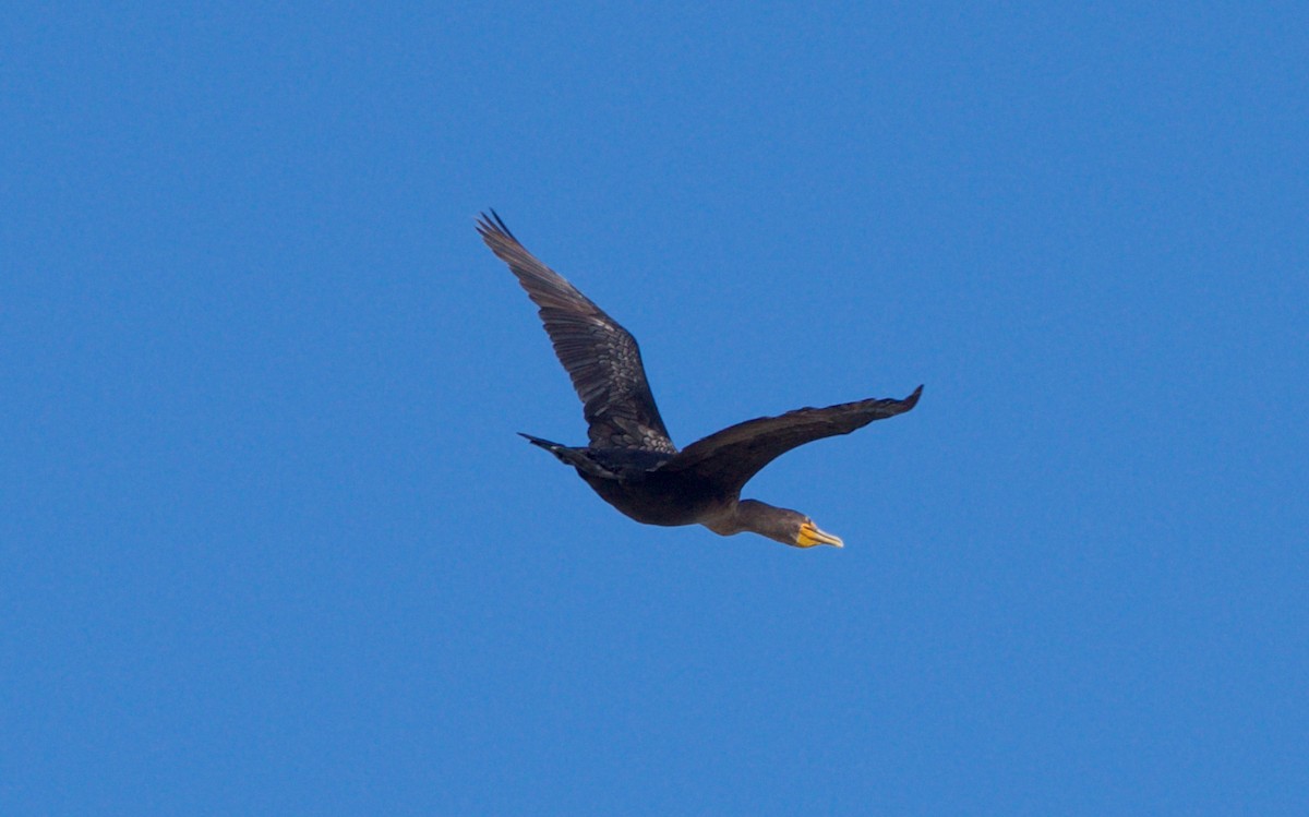 Double-crested Cormorant - ML70504791