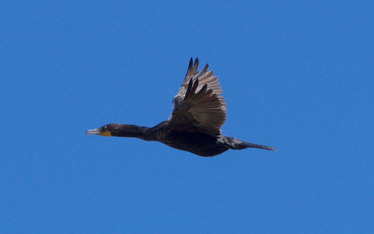 Double-crested Cormorant - ML70504811