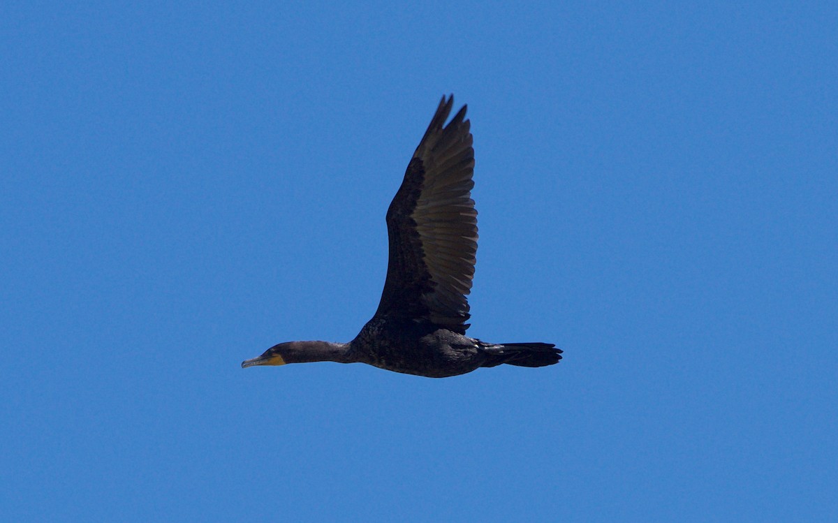 Double-crested Cormorant - ML70504841