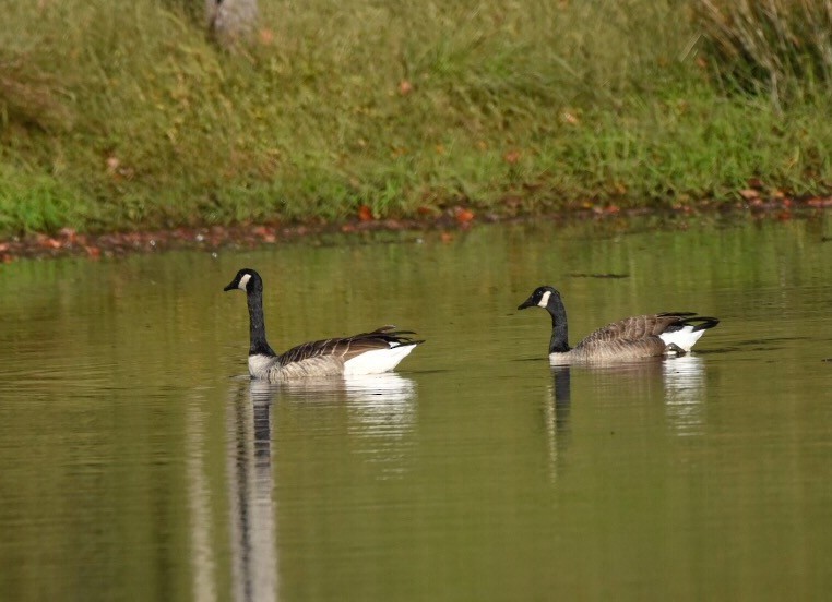 Canada Goose - Joe Donahue