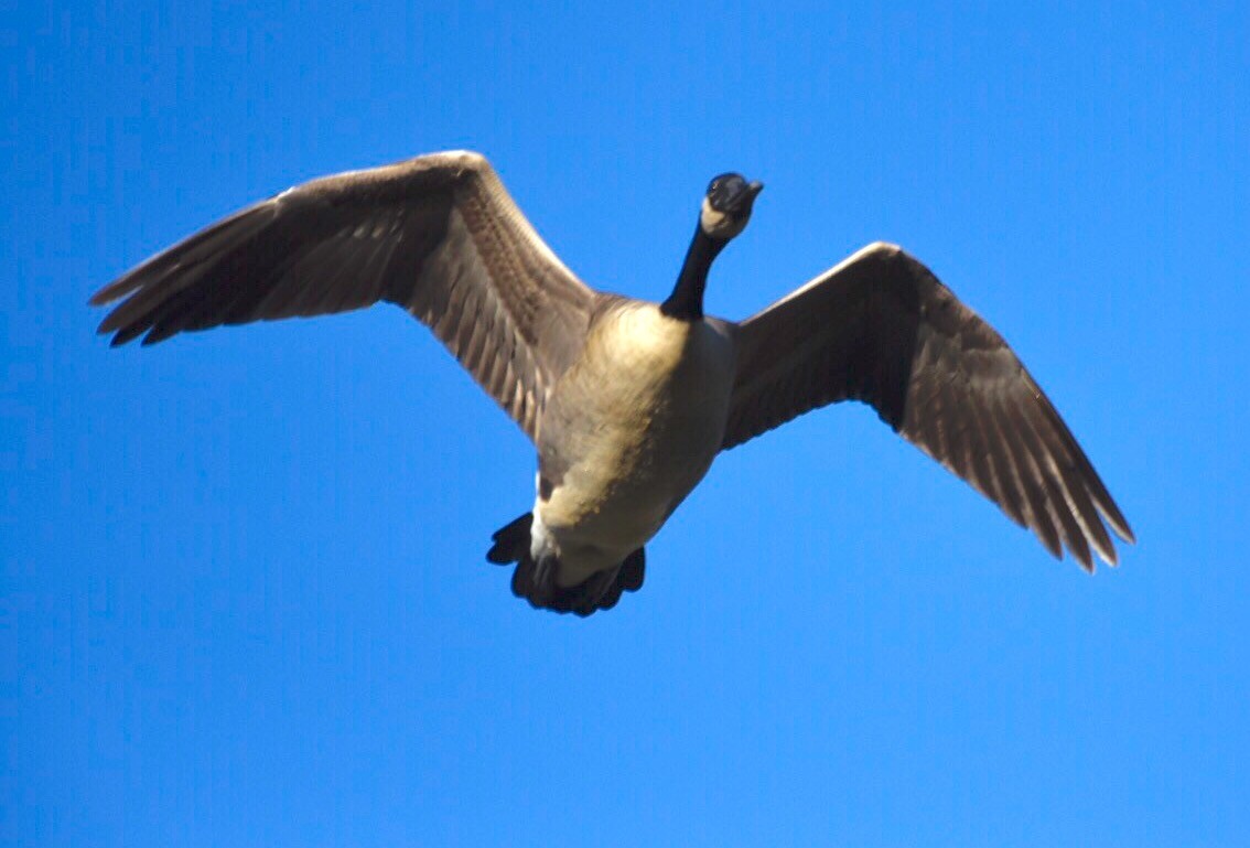 Canada Goose - Joe Donahue