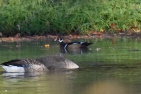 Wood Duck - Joe Donahue