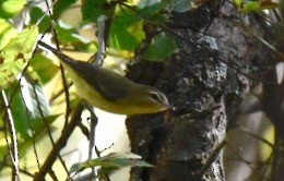 Philadelphia Vireo - Joe Donahue