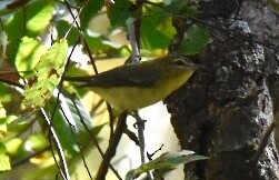 Philadelphia Vireo - Joe Donahue