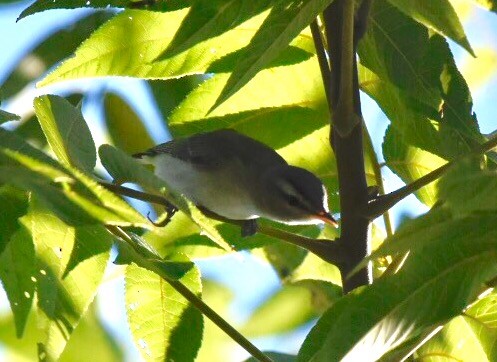 Red-eyed Vireo - Joe Donahue