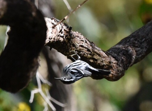 Black-and-white Warbler - Joe Donahue