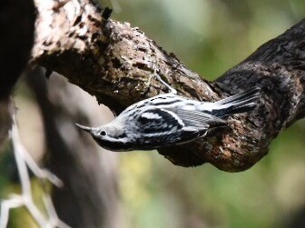 Black-and-white Warbler - Joe Donahue