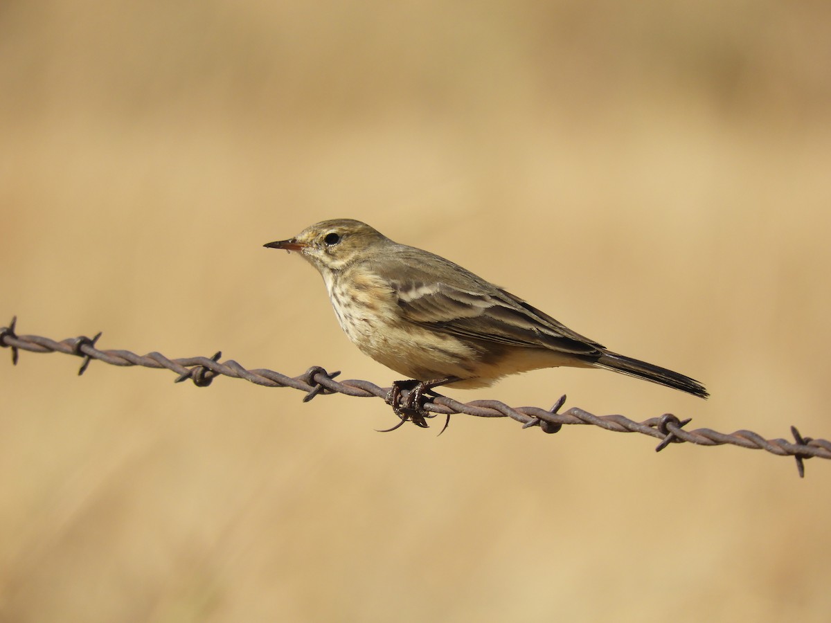 American Pipit - ML70508201