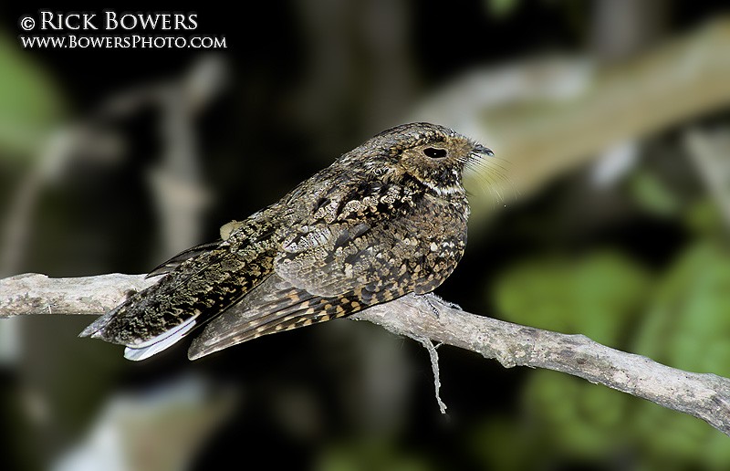 Puerto Rican Nightjar - Rick Bowers