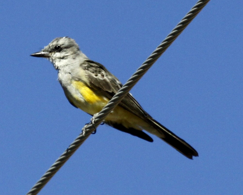 Tropical Kingbird - Ron Friesz