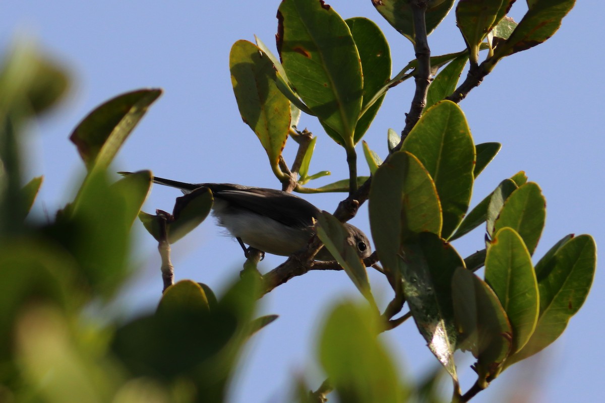 Blue-gray Gnatcatcher - Hugh Whelan