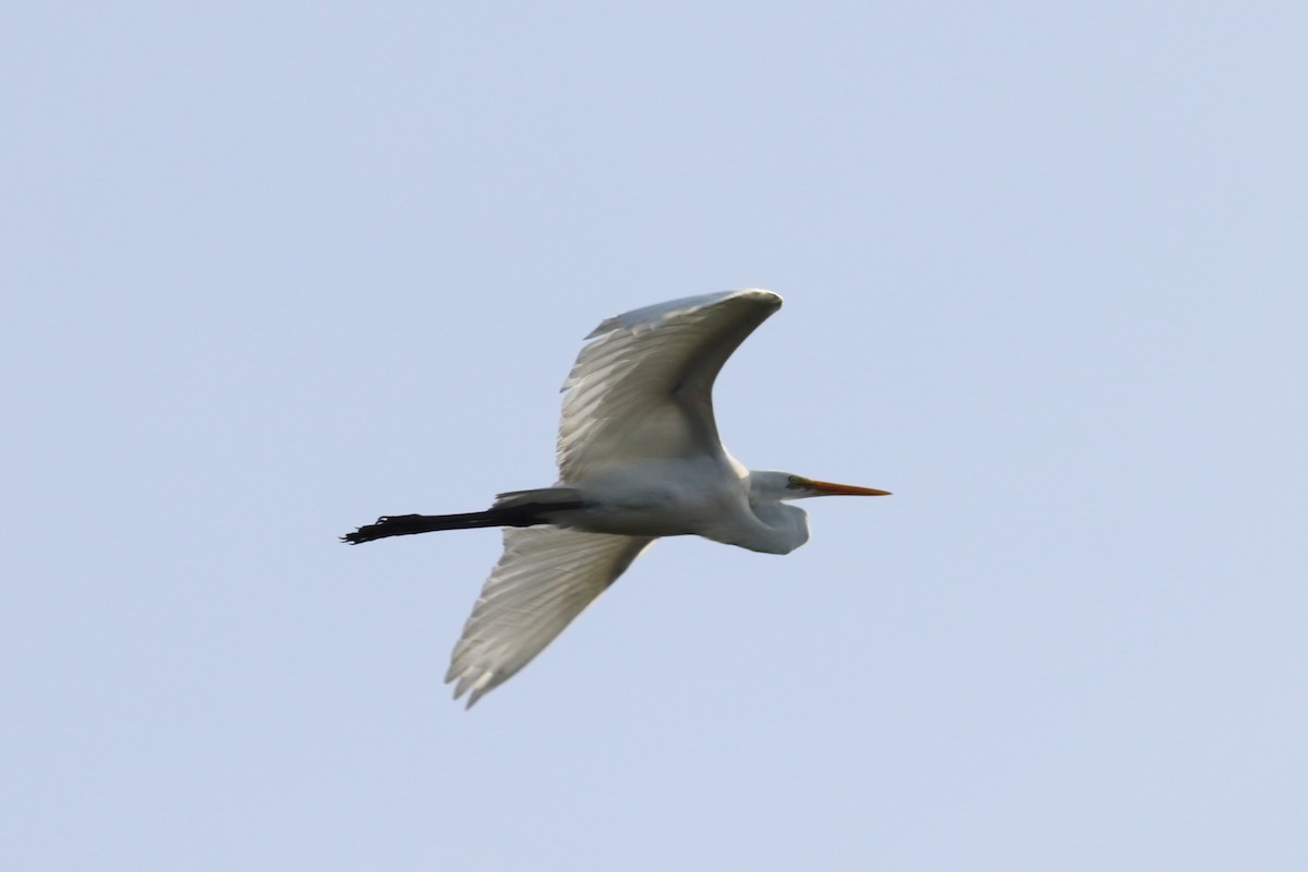 Great Egret - ML70509261