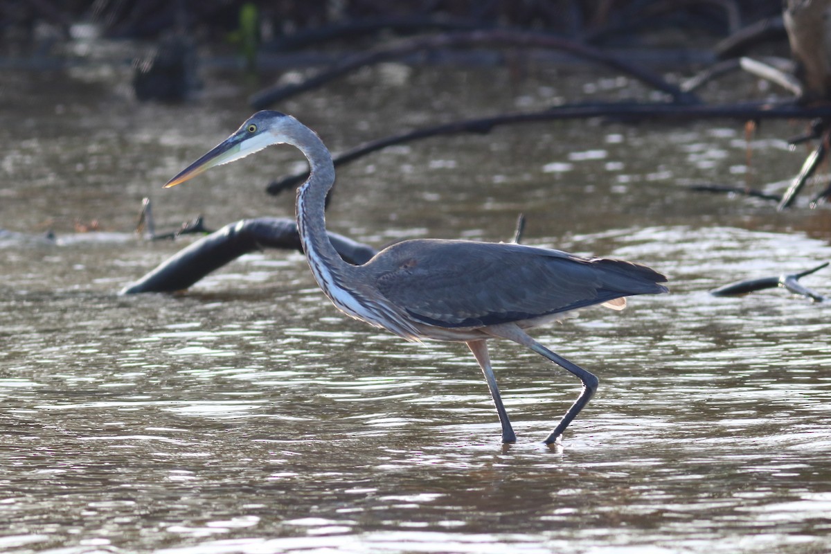 Great Blue Heron - ML70509371