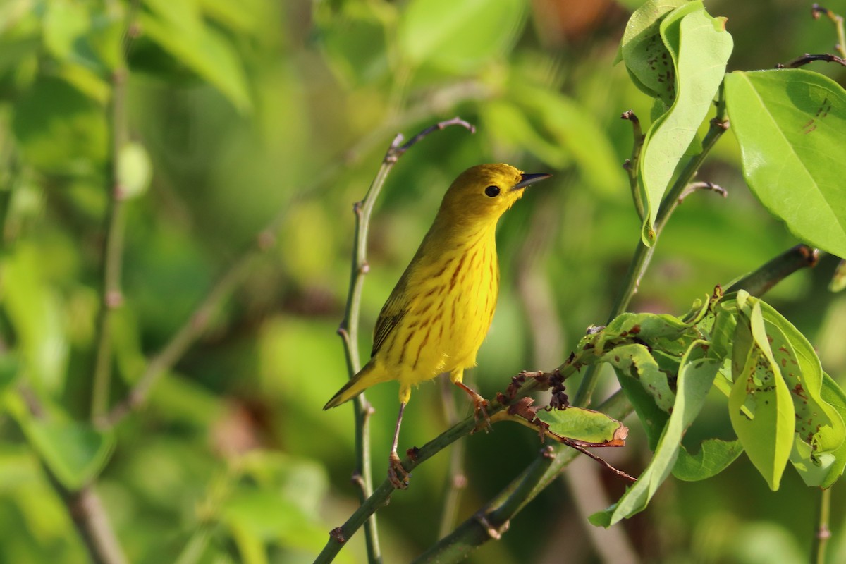 Paruline jaune - ML70509581