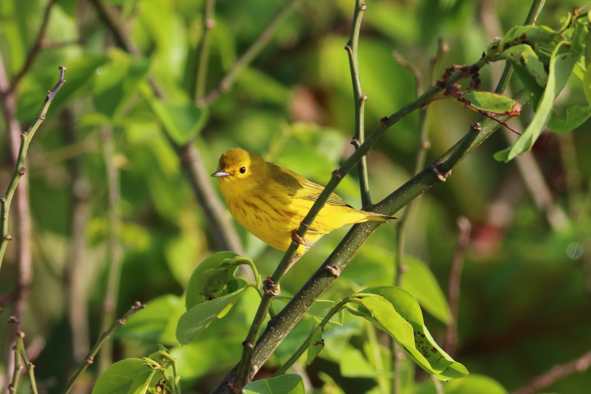 Yellow Warbler - Hugh Whelan