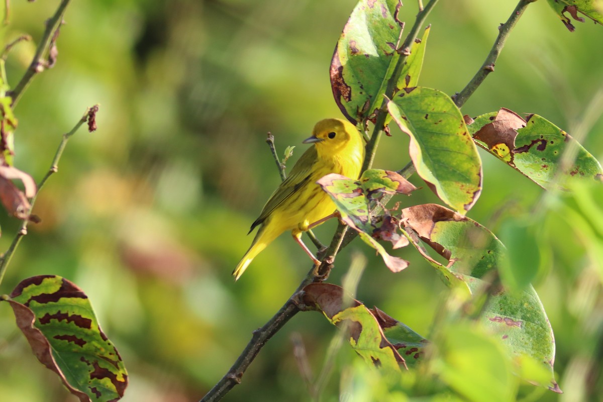 Paruline jaune - ML70509801