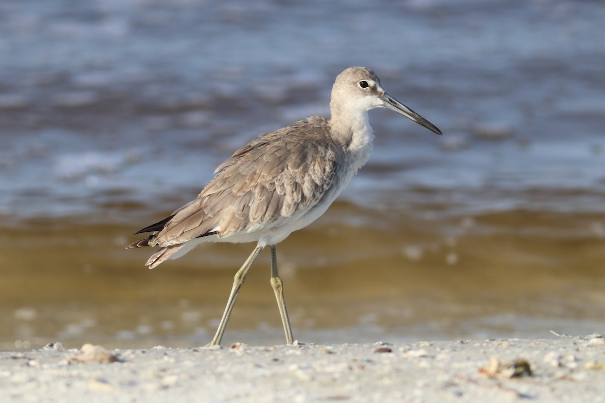 willetsnipe (inornata) - ML70509921