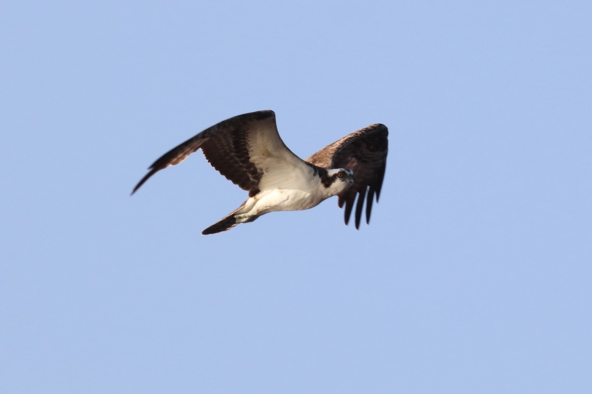 Balbuzard pêcheur - ML70510491