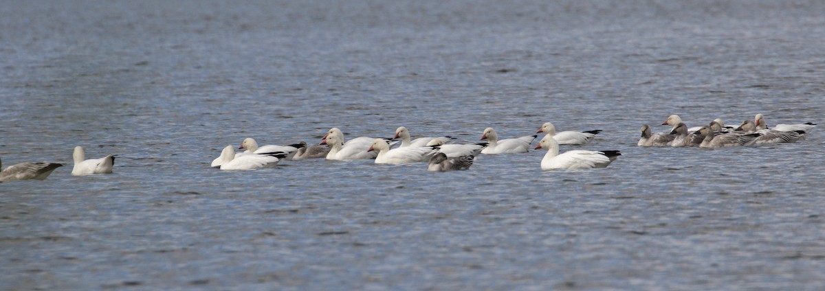 Snow Goose - Keith Carlson