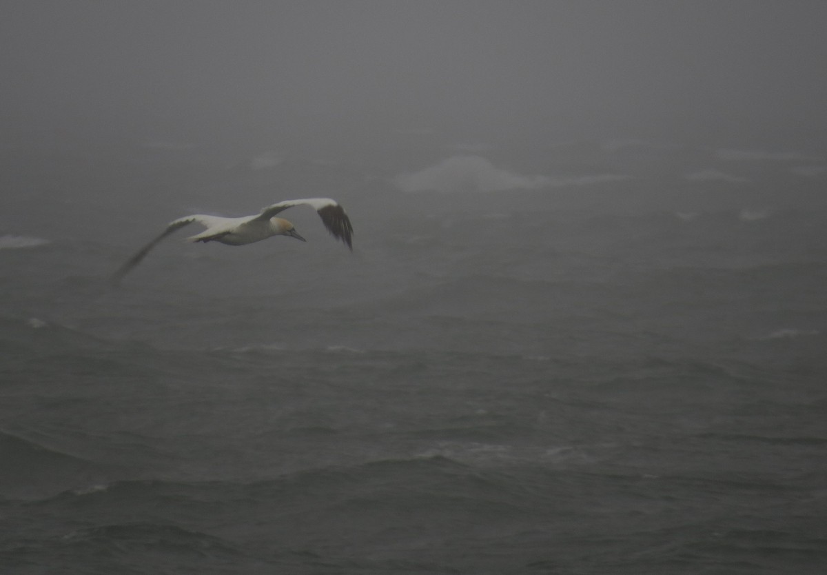 Northern Gannet - ML70512651