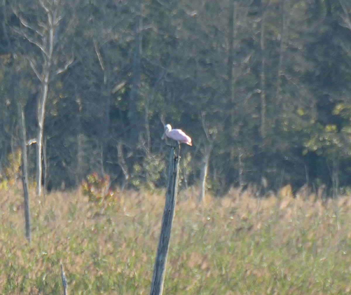 Roseate Spoonbill - ML70512961