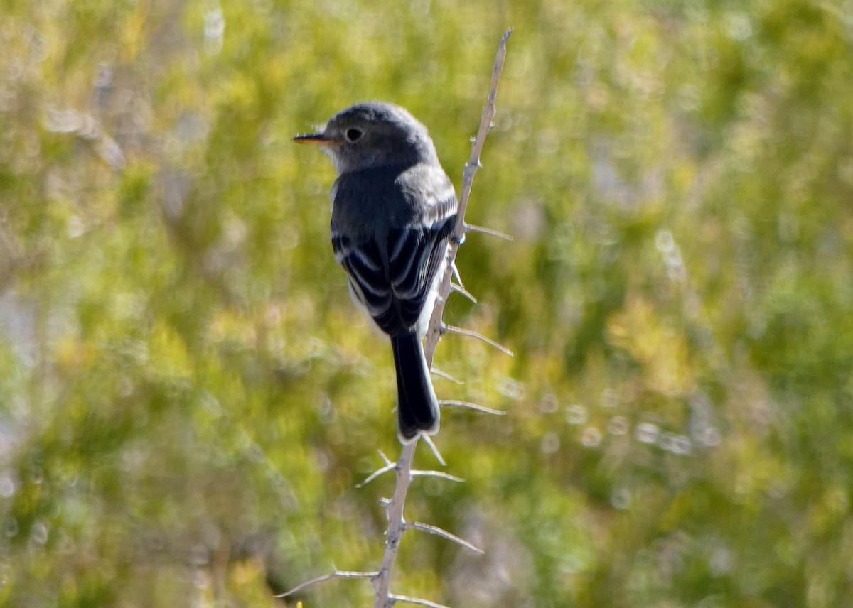 Gray Flycatcher - David Assmann