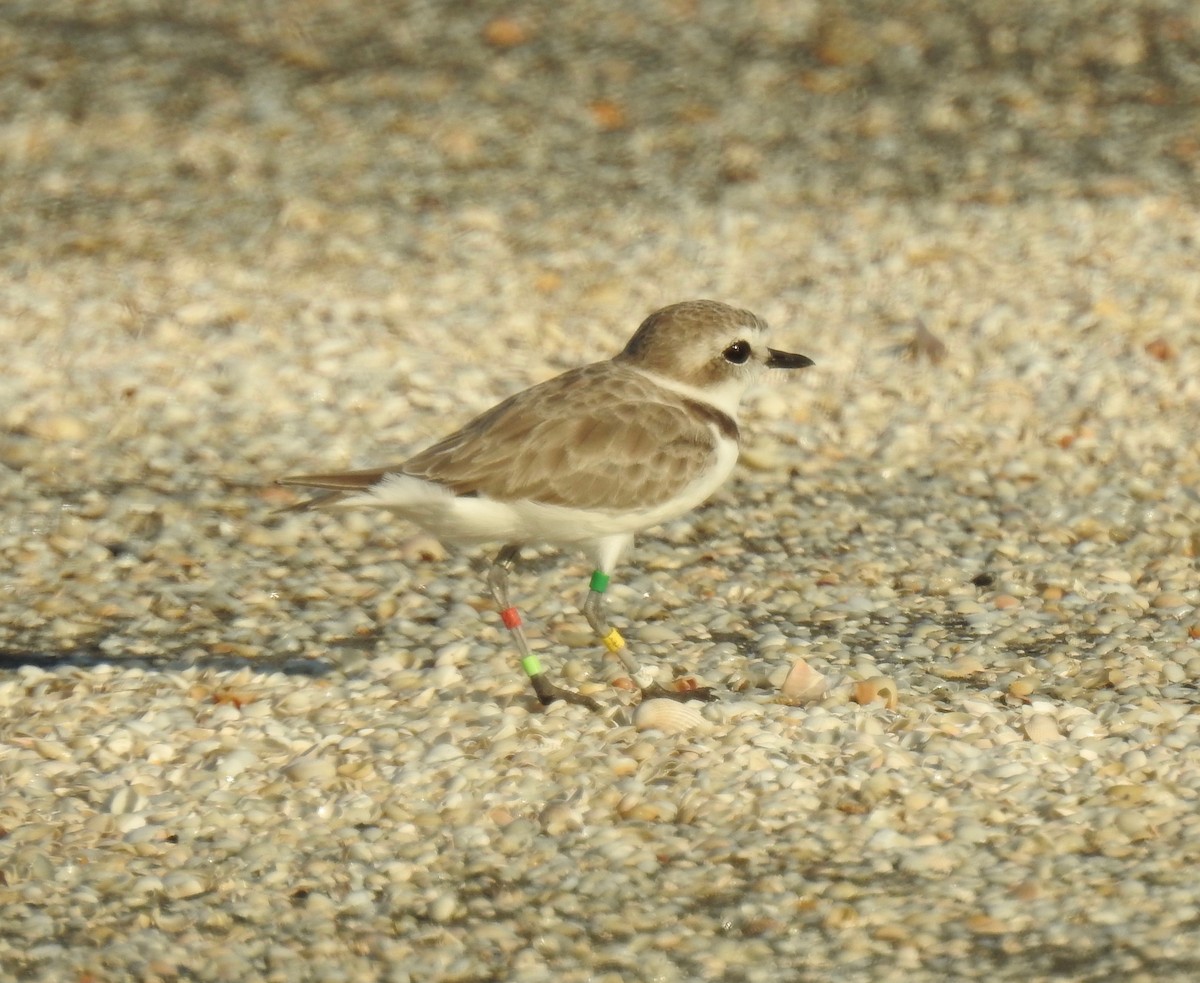 Snowy Plover - Van Remsen