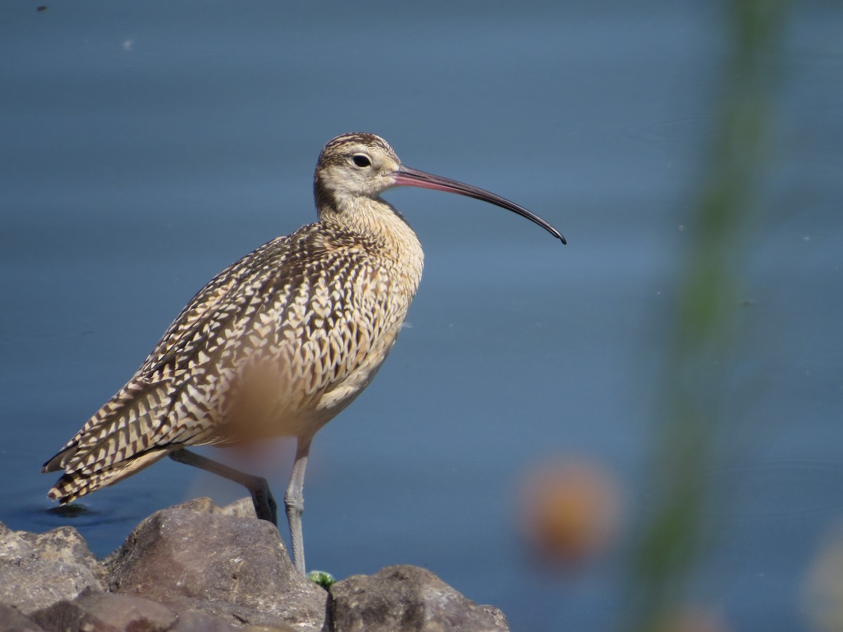 Long-billed Curlew - Jacob Mathison