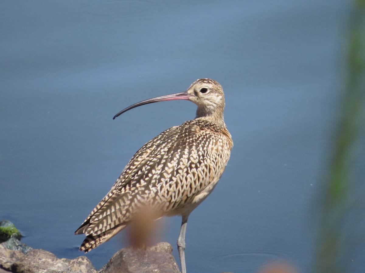 Long-billed Curlew - Jacob Mathison