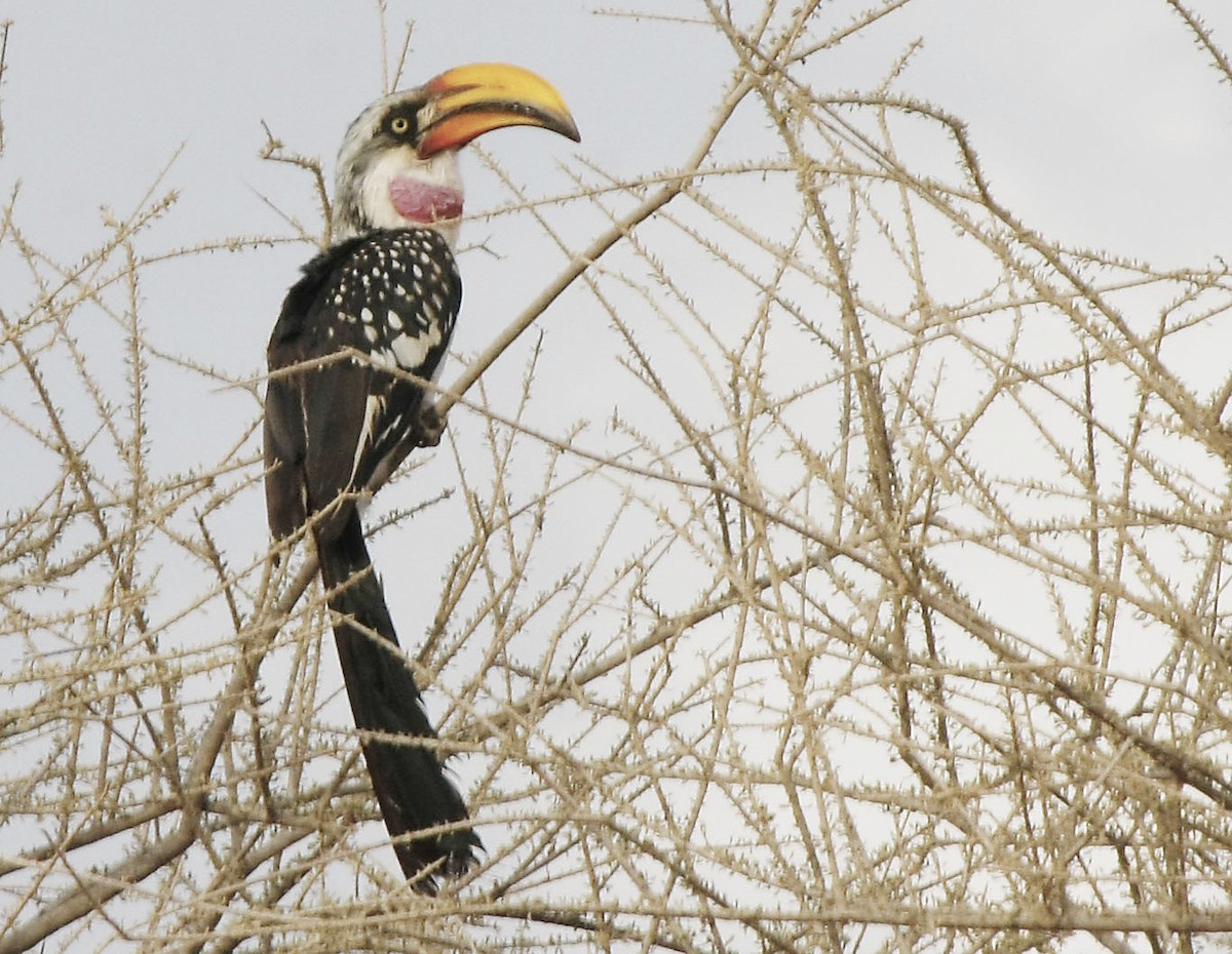 Eastern Yellow-billed Hornbill - ML705167