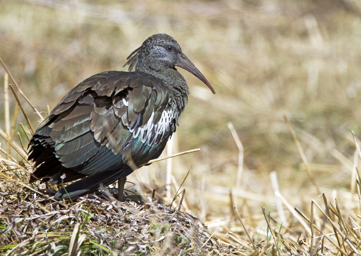 Ibis caronculé - ML705169