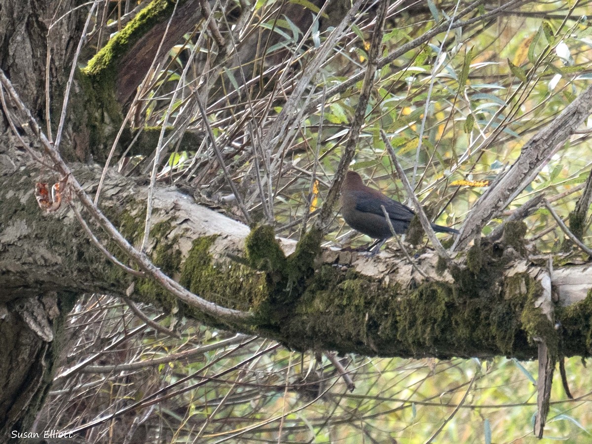 Rusty Blackbird - ML70517001