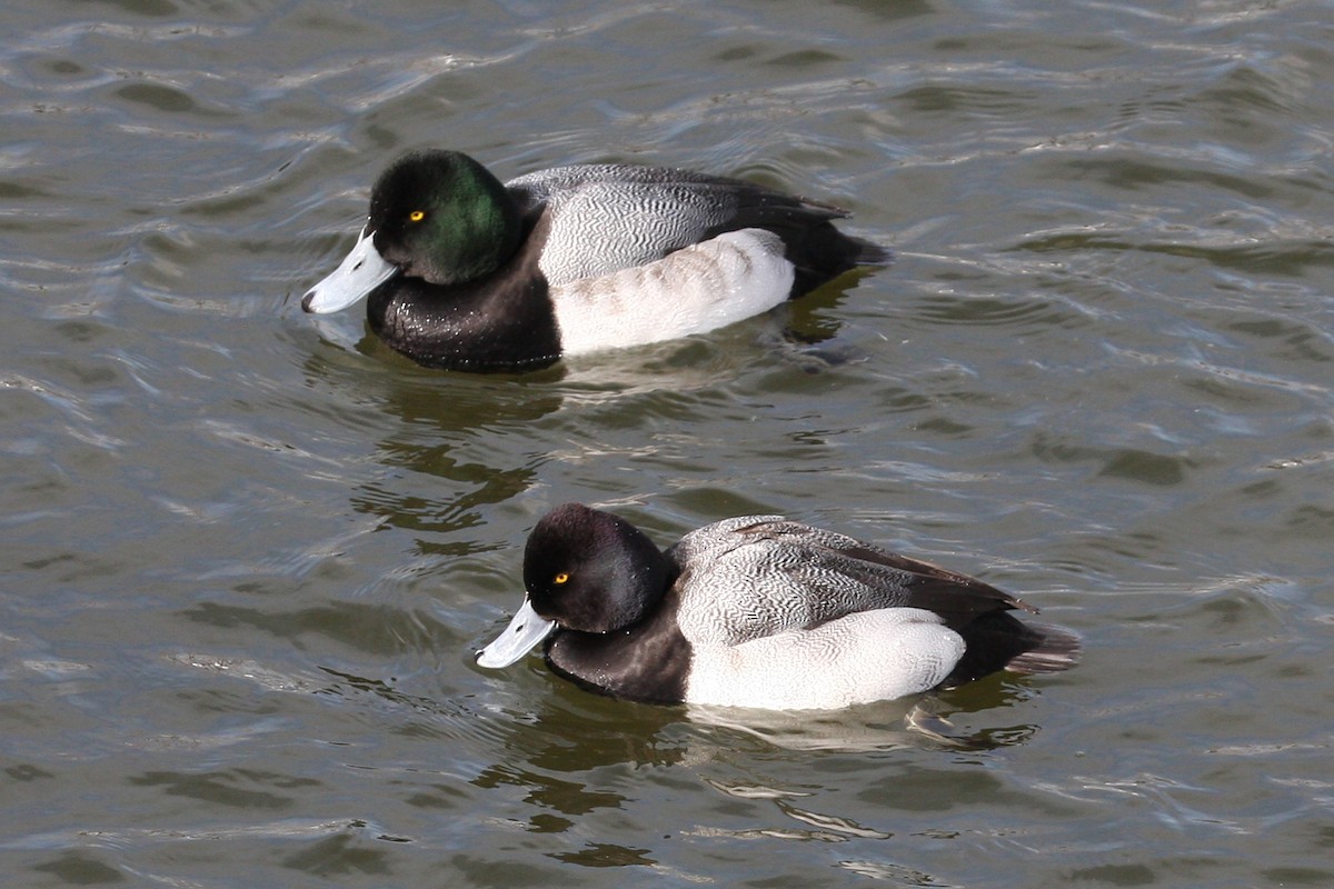 Greater Scaup - Joe Wing