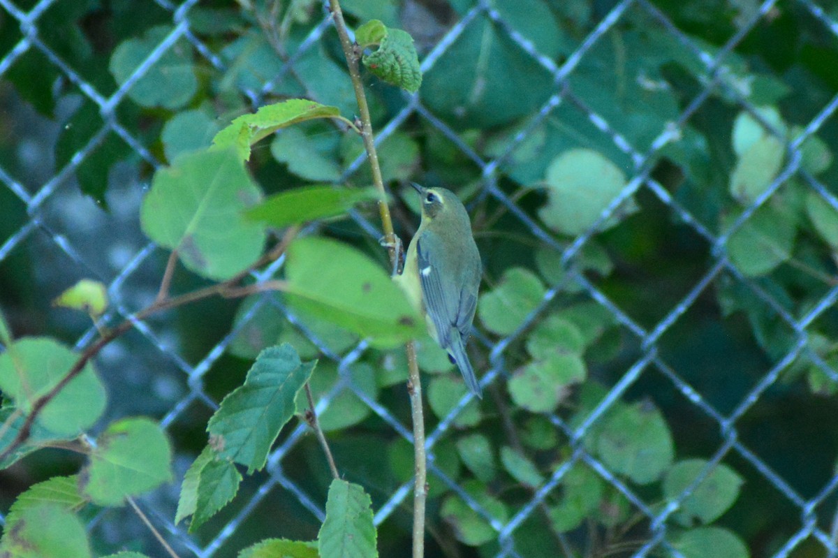 Black-throated Blue Warbler - Dylan Jackson