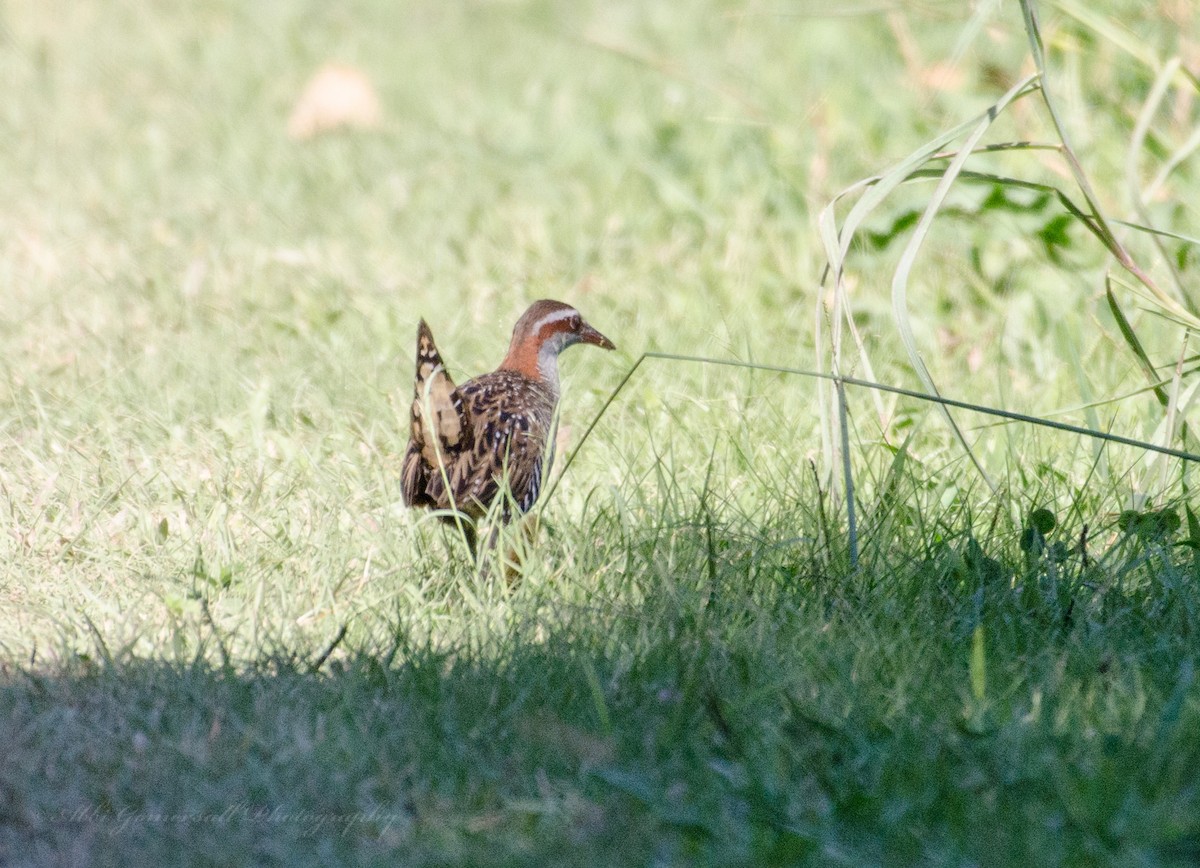 Buff-banded Rail - ML70518771