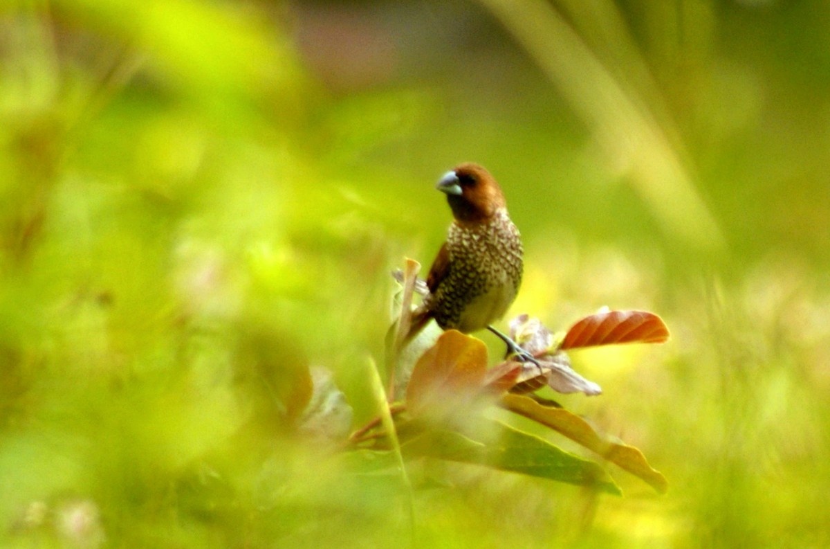 Scaly-breasted Munia - ML705192