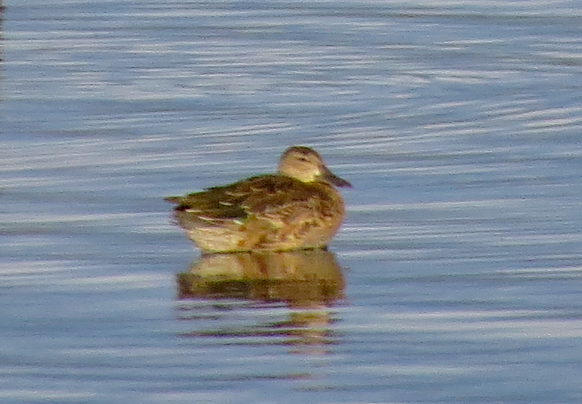 Blue-winged Teal - ML70520111