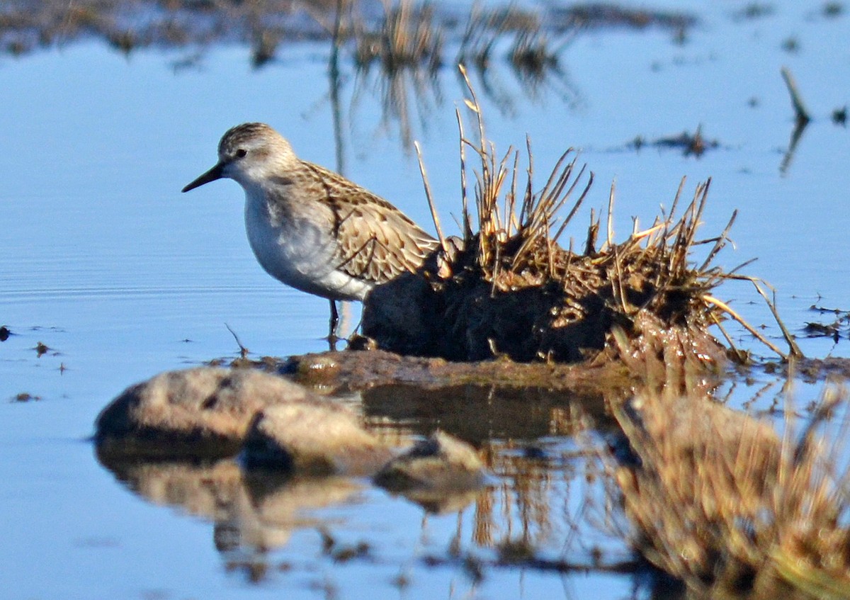 Semipalmated Sandpiper - Jason Wilder