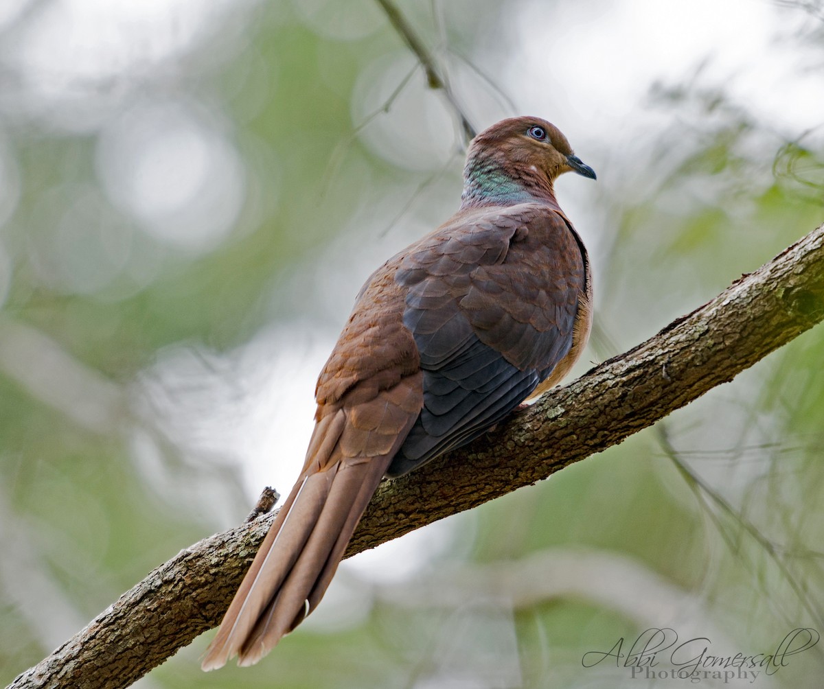 Brown Cuckoo-Dove - abbi gomersall