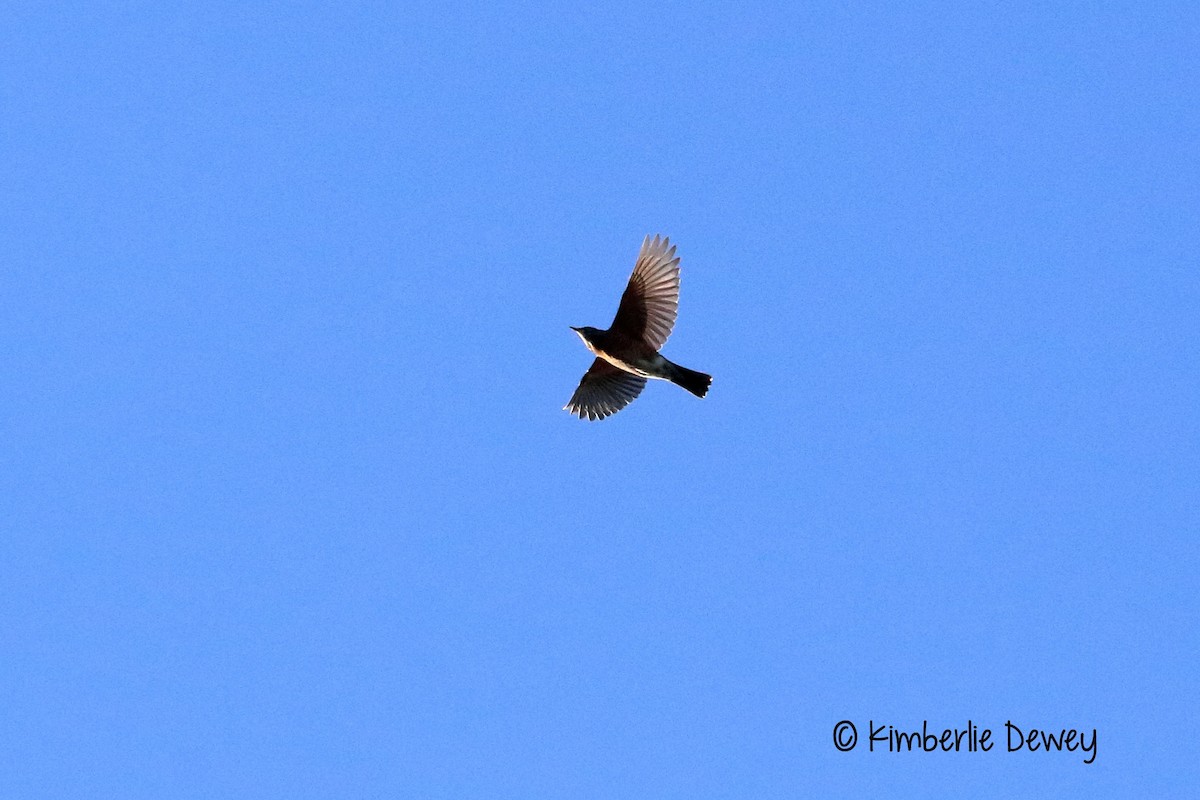 Eastern Bluebird - ML70521261