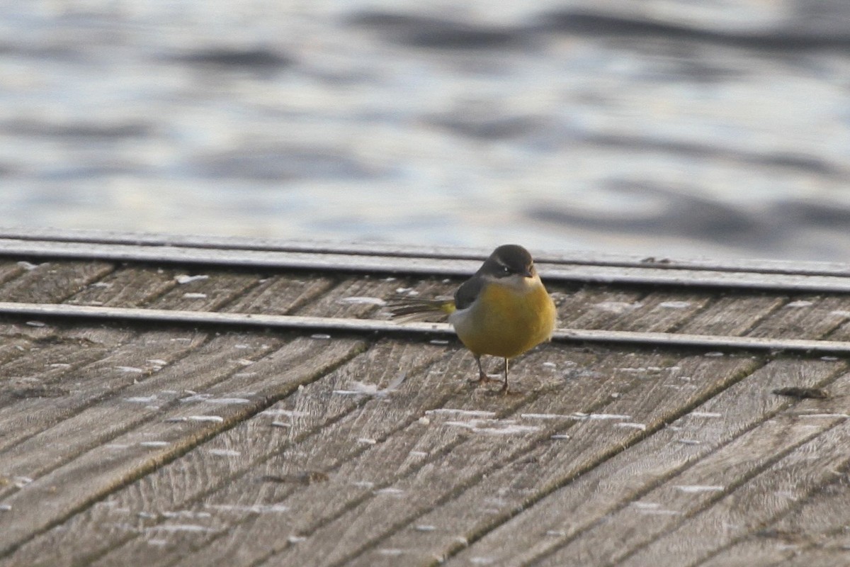 Gray Wagtail - ML705256