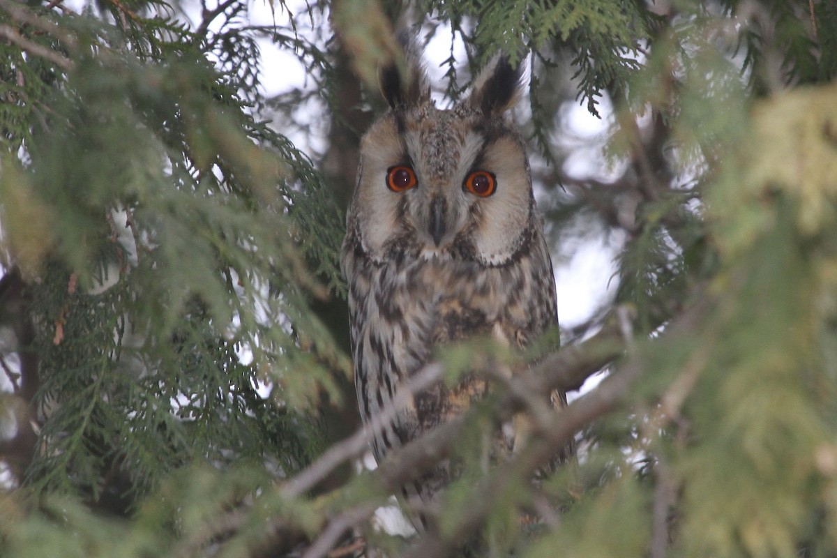 Long-eared Owl - ML705258