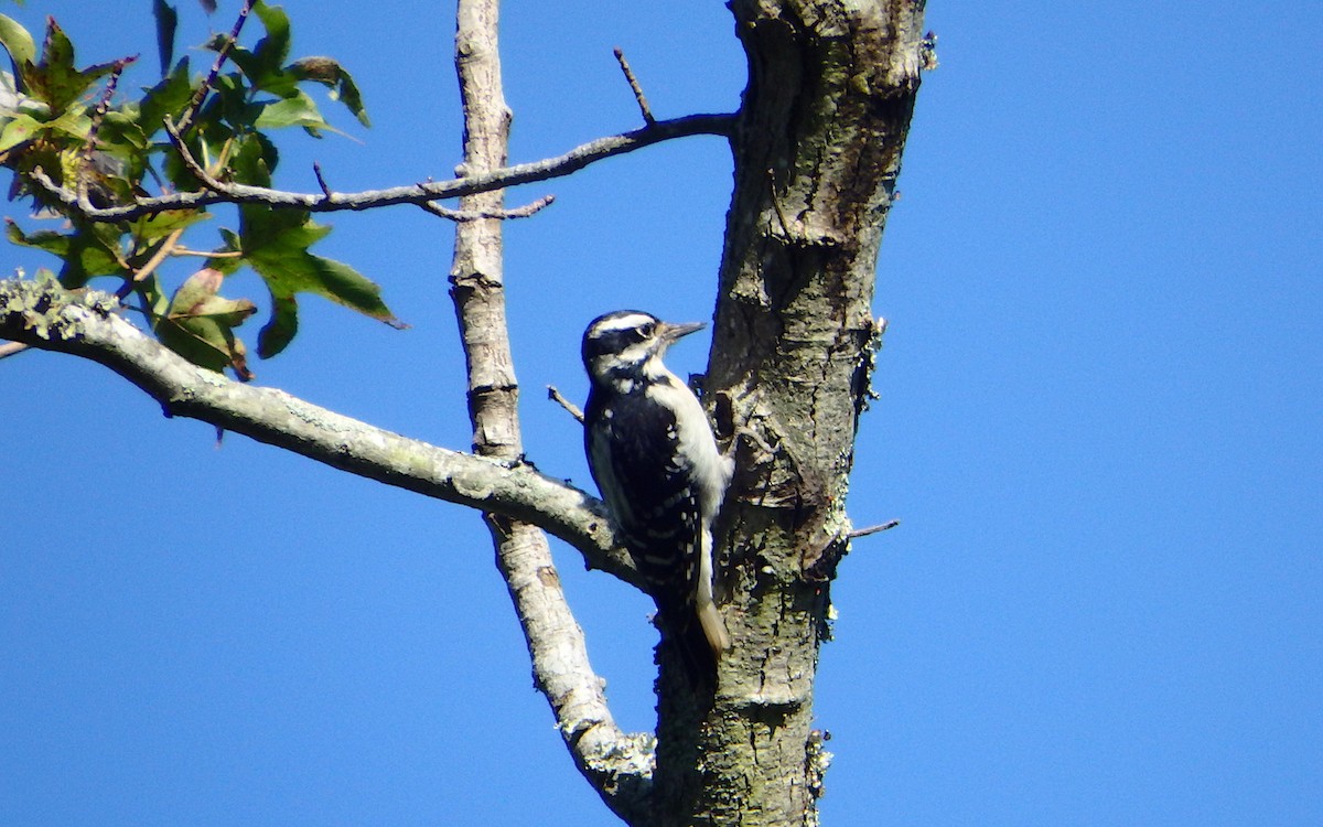 Hairy Woodpecker - ML70526611