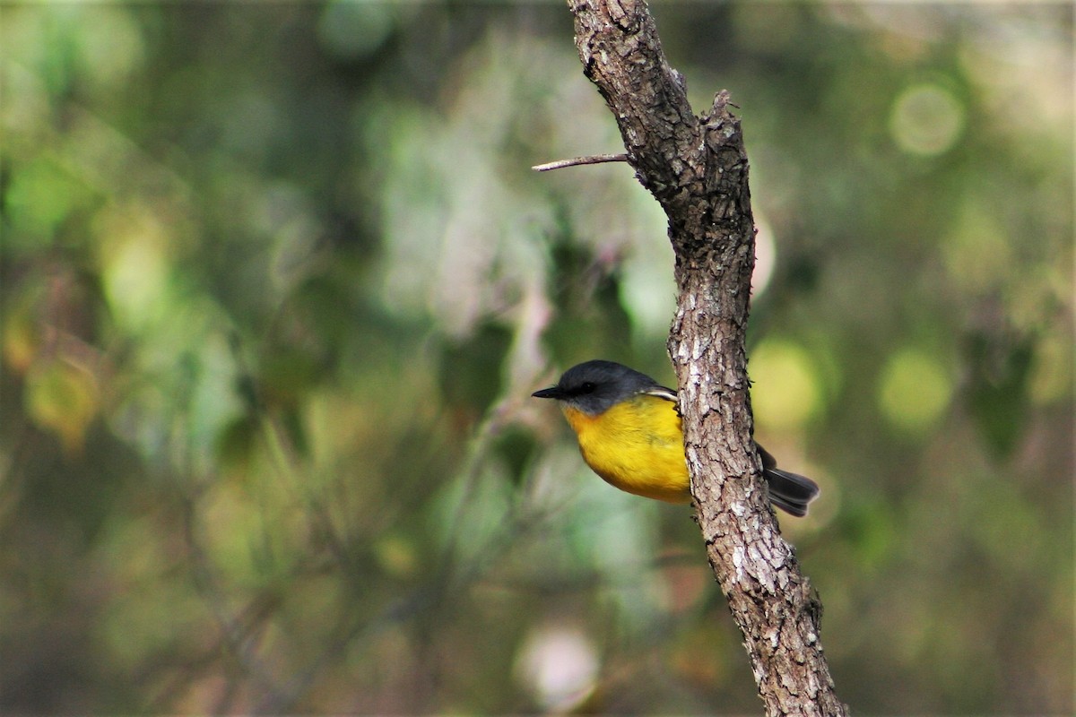 Eastern Yellow Robin - Glenn Wilson