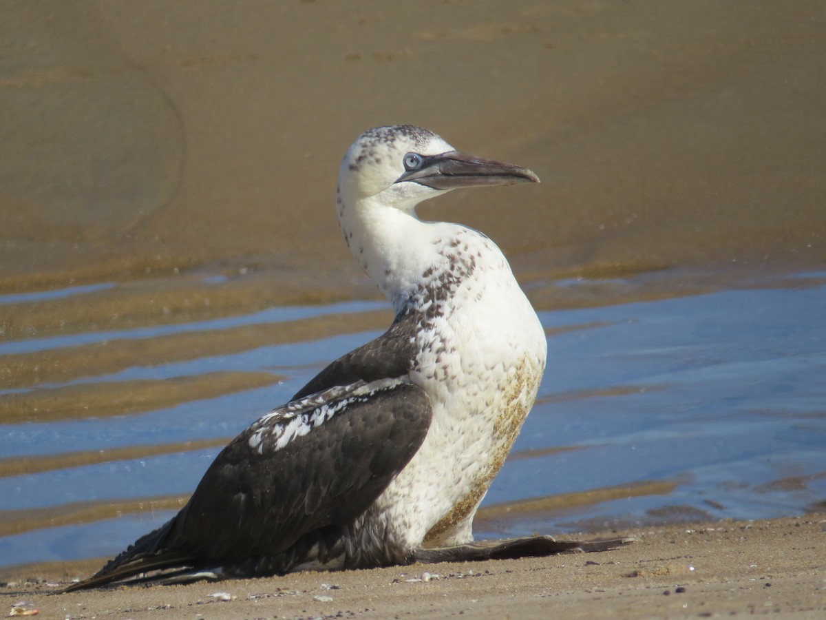 Northern Gannet - ML70527991