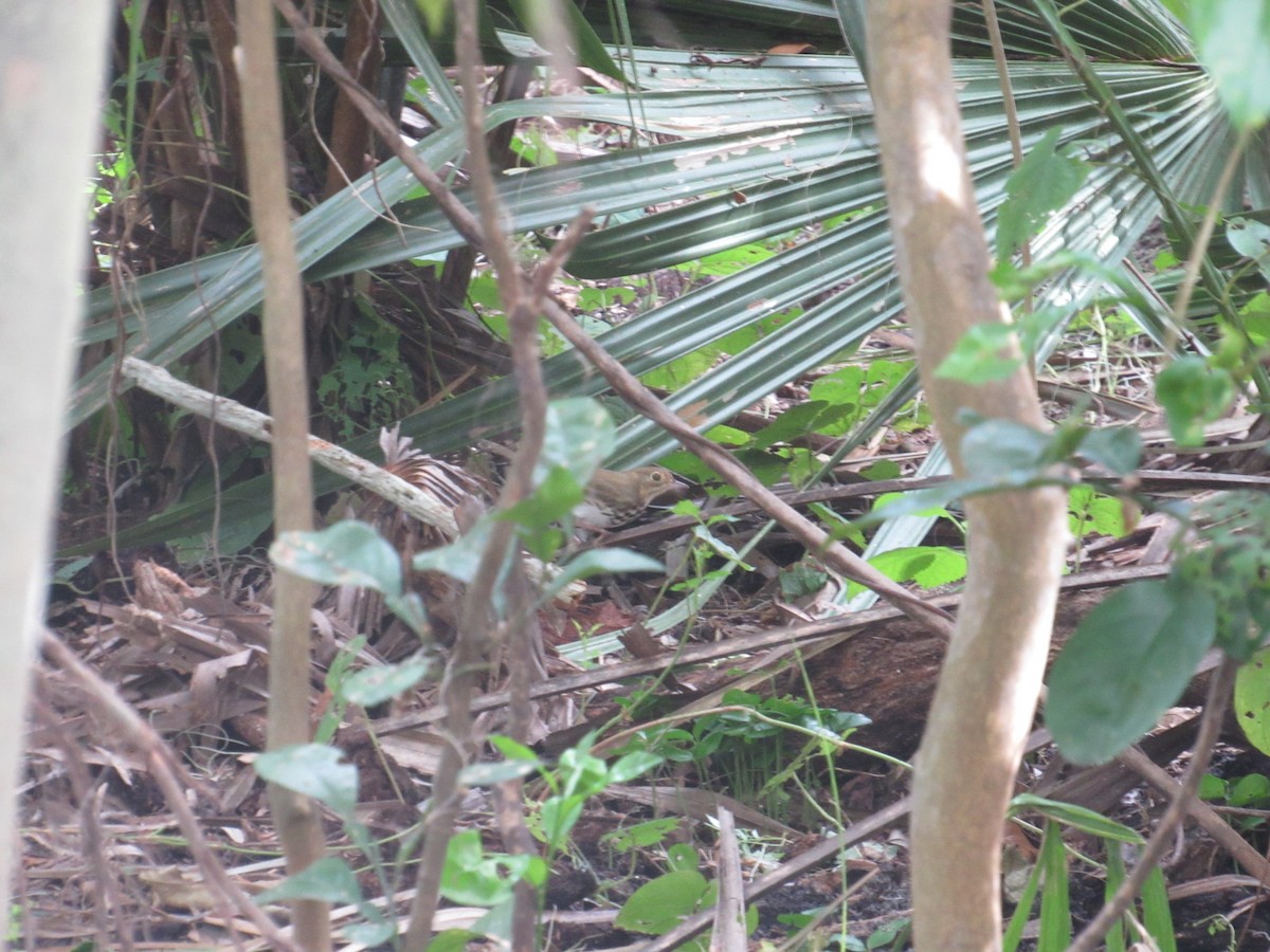 Ovenbird - ML70528871