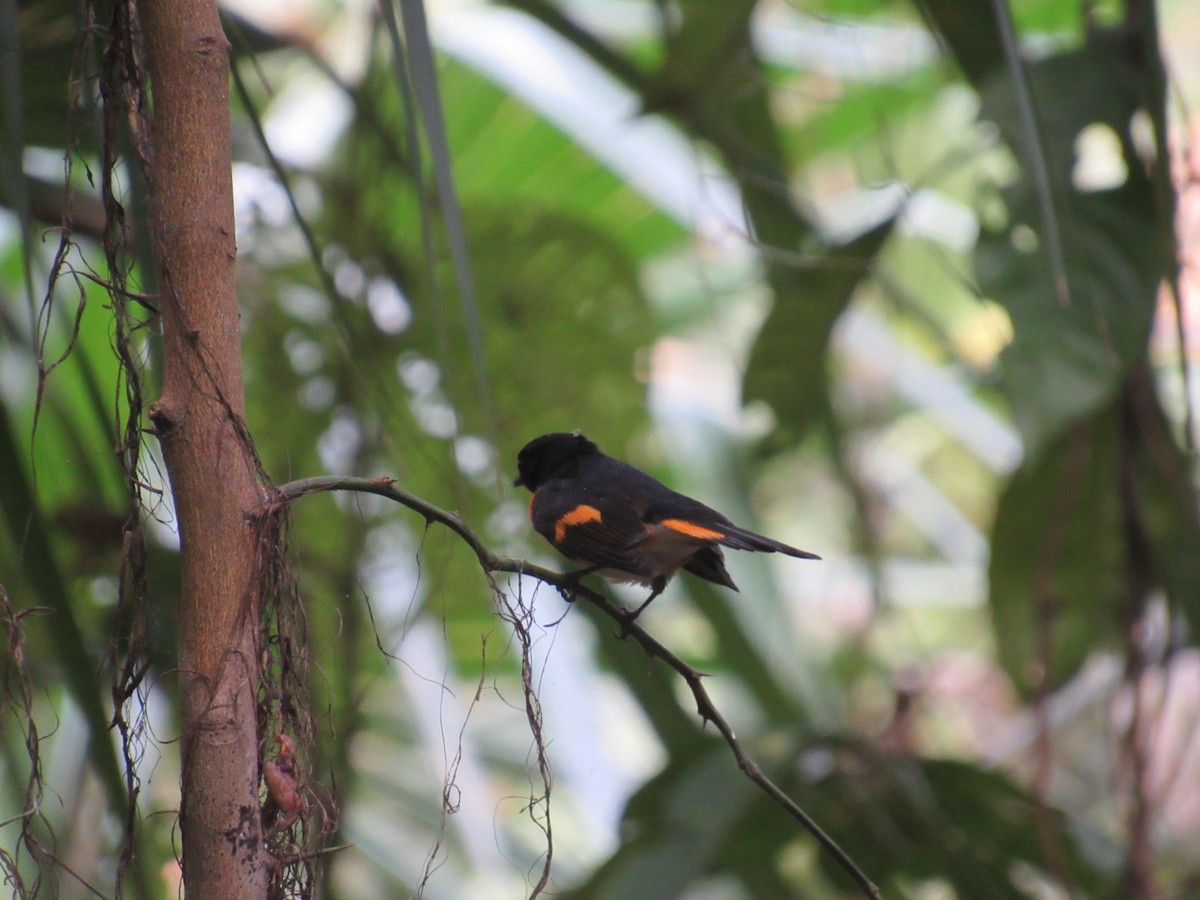 American Redstart - ML70529071